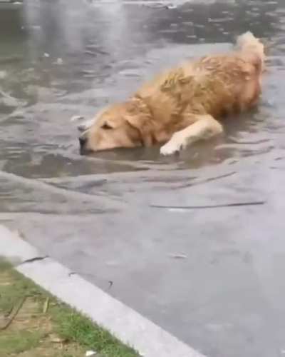 dog enjoying the simple things