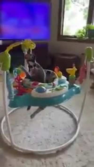 That&rsquo;s not a cat, that&rsquo;s a toddler