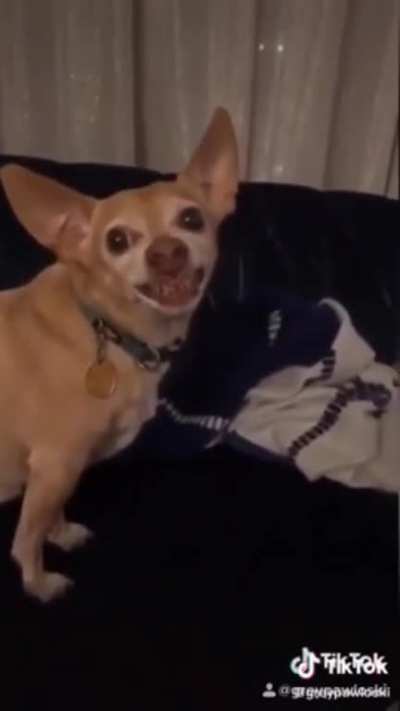 Hector is a dumb dog 🤣