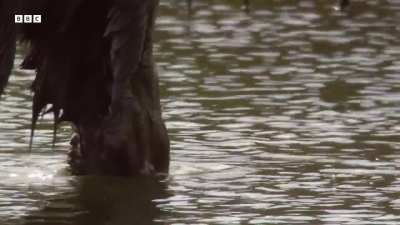 Busy Beavers build dam ahead of winter - Yellow Stone national park
