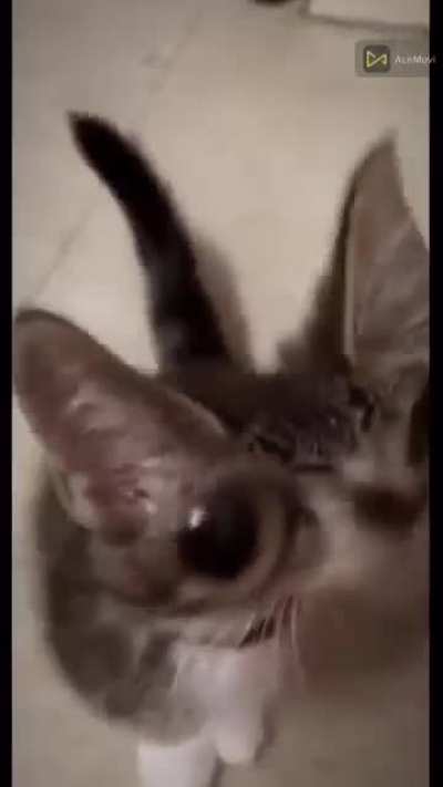 meEAA