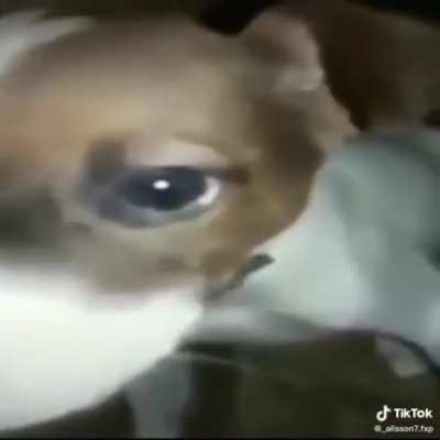 Cachorro Bem SUS