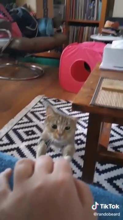 The way this cat dodges the table with its ear