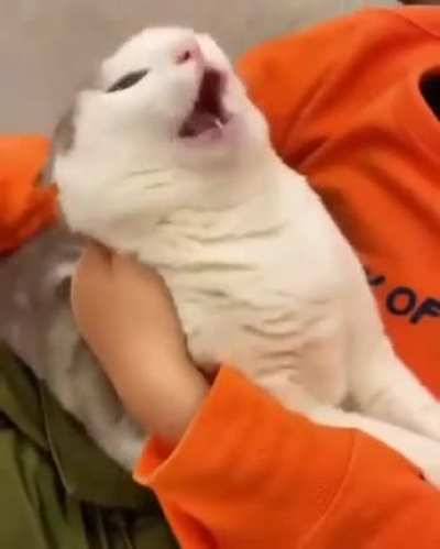 Brain melting