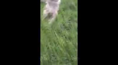 Macaco