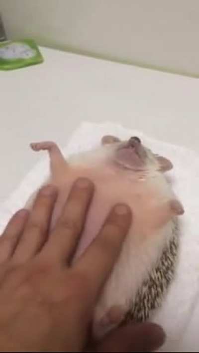 How to make friends with your pets