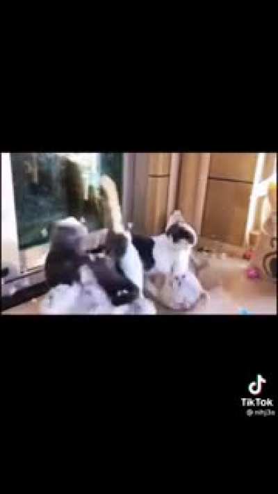 The other cats at least tried