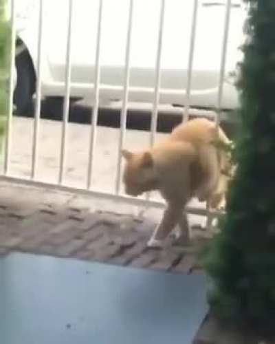 Gatos s&atilde;o outro nivel