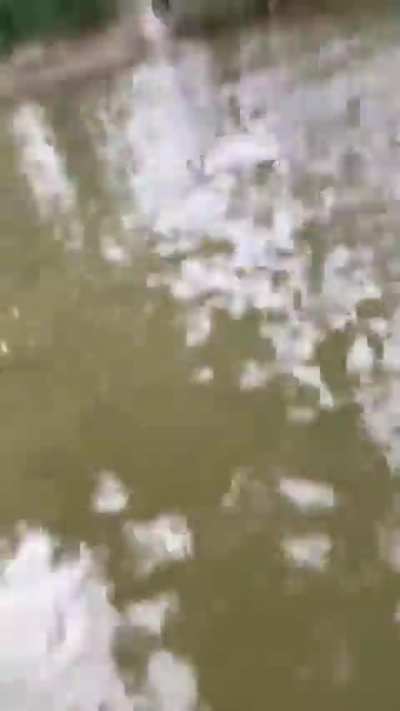 Another &ldquo;guy fights kangaroo to help free his dog&rdquo; video&hellip;