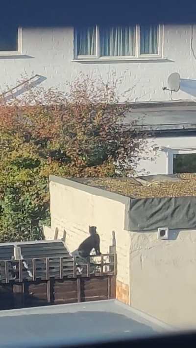 Long catculations