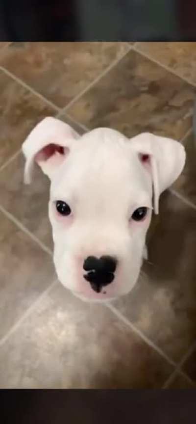 Little woofer don&rsquo;t know his own strength...
