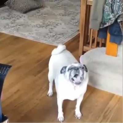dog screaming