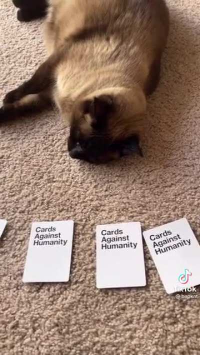 Blursed cat part 3