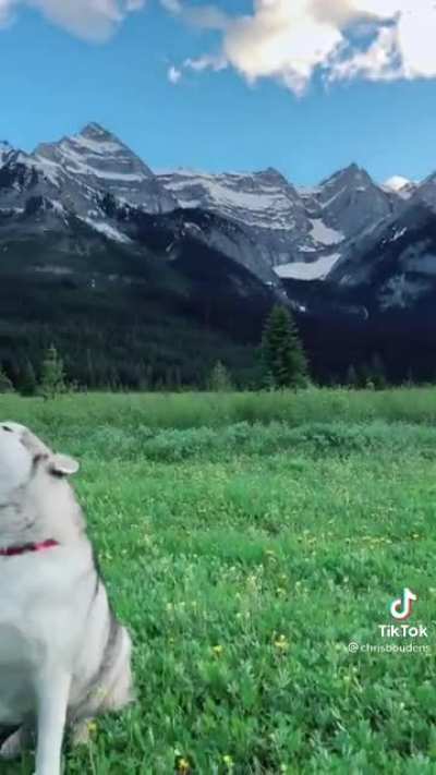 &ldquo;Those are some wack ass wolves!&rdquo; The mouse probably.