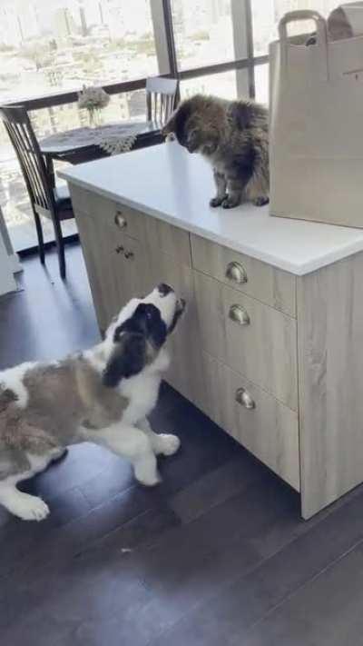 Rufus so badly wants to play; Dexter isn&rsquo;t having it