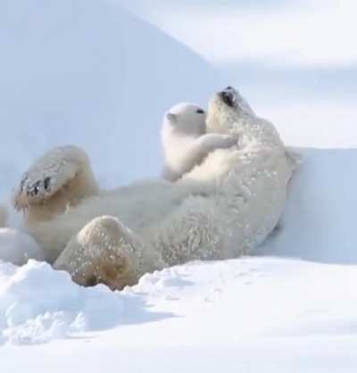 The only cuddling video you need to see today!❄🐻&hearts;️