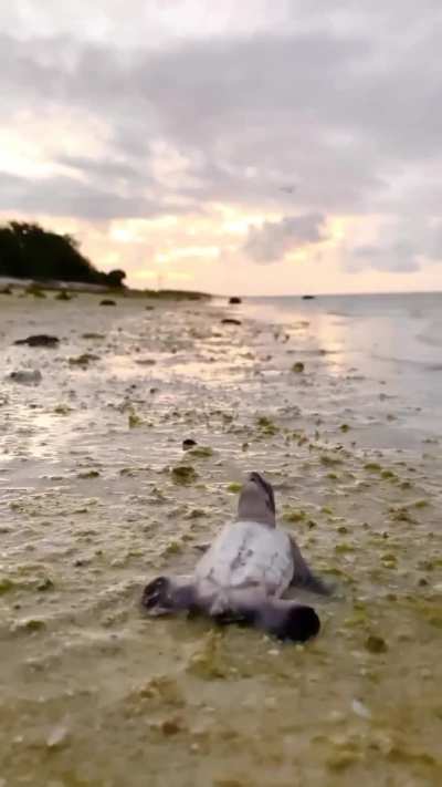 Maybe Maybe Maybe