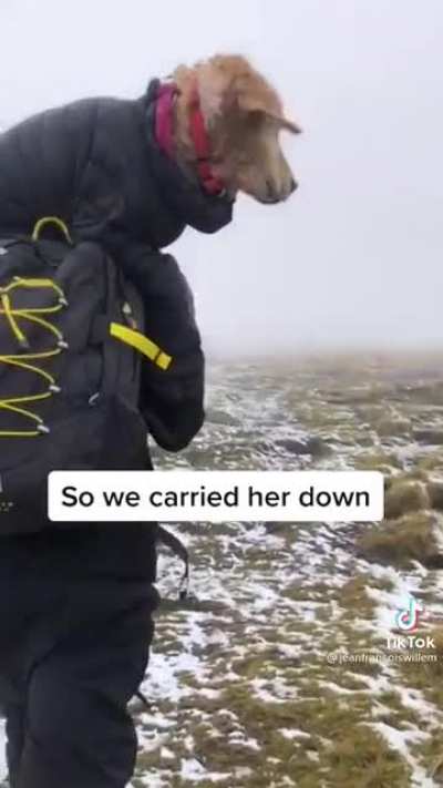 Rescuing a lost dog