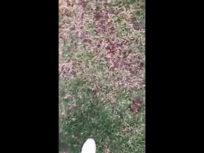 More strange sounds coming from the forest