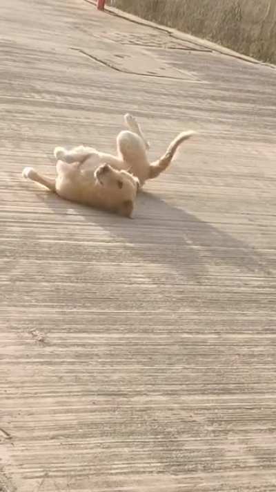 He's got some moves :)