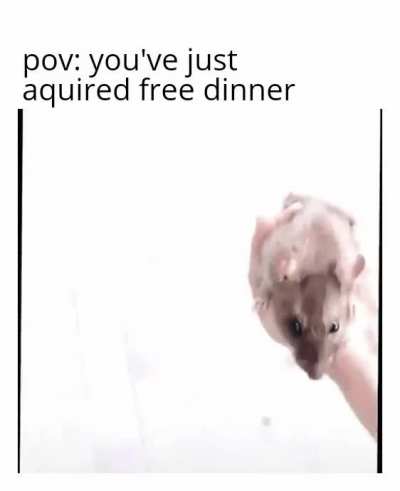 Mmm rat