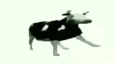 😳cow😳