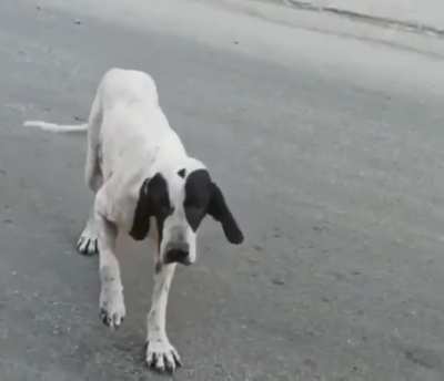 new breed dog