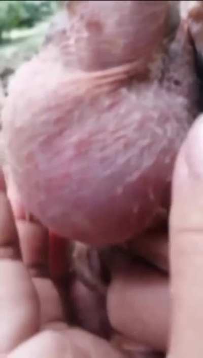 Don't choke your chicken
