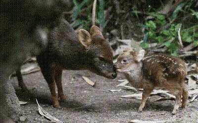 Southern pud&uacute;s, native to the forests of South America, are among the world's smallest deer. Pud&uacute; fawns have reddish-brown fur and white spots running the length of their backs. The young are weaned after 2 months and are fully grown in 3 months but may s