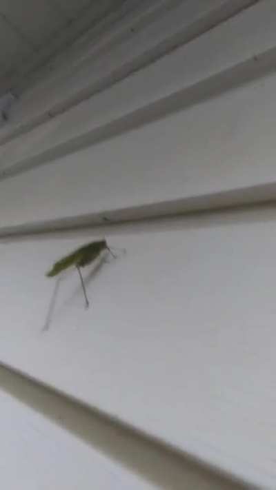 Bush cricket