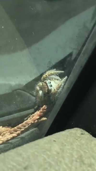 My ABSOLUTE favorite spider vid I&rsquo;ve ever taken,, so compact my god