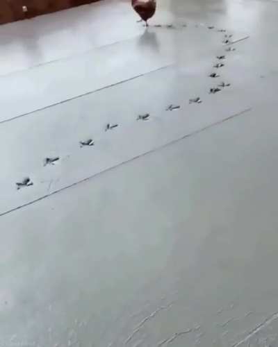 Walking on fresh cement