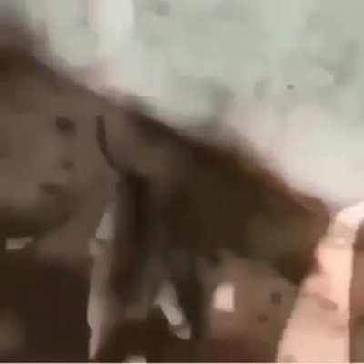 Least racist cat owner in India