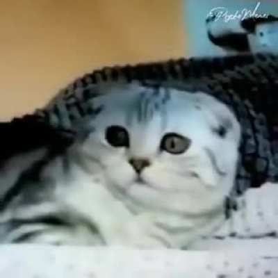 Котэ охренело