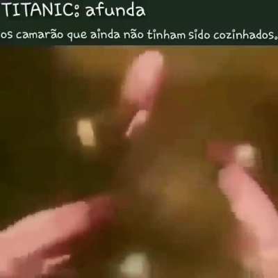 camar&atilde;o