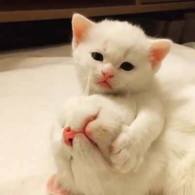 Little fluffy love