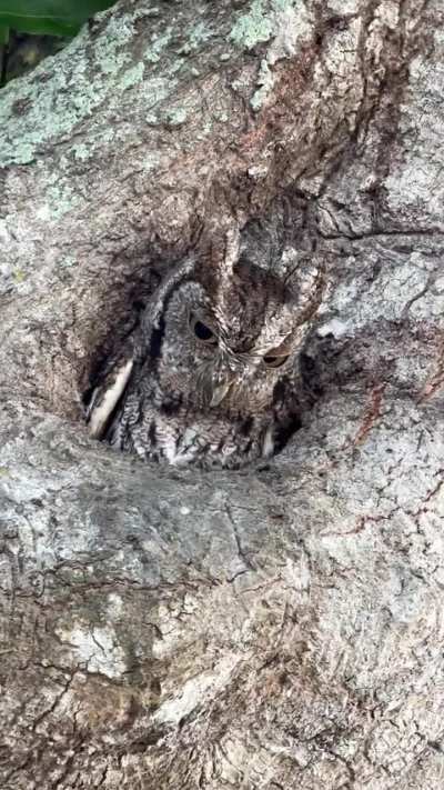 We pulled into our Airbnb driveway and saw this adorable little thing peering down at us from a tree.