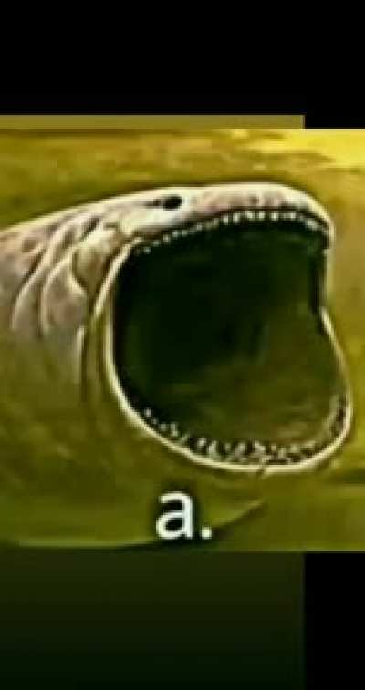 a.