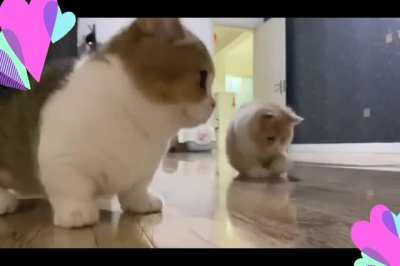 Look at these two playing