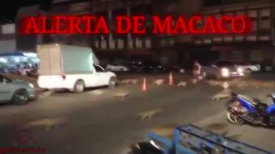 Olha o macaco, OLHA O MACAAAAAAACOO