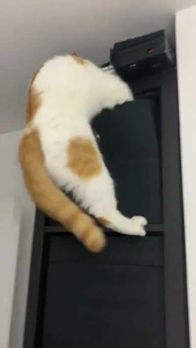 He later meowed because he couldn&rsquo;t get down