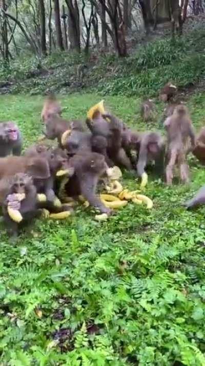 Monke take banan