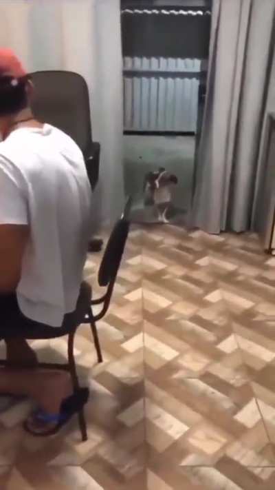 O verdadeiro c&atilde;ozinho do forr&oacute; 