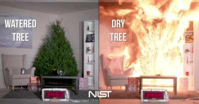 Don&rsquo;t let this happen. Water your Christmas tree.