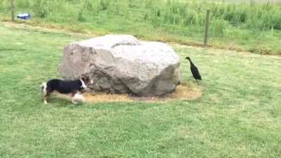 Dog&amp;amp;Duck