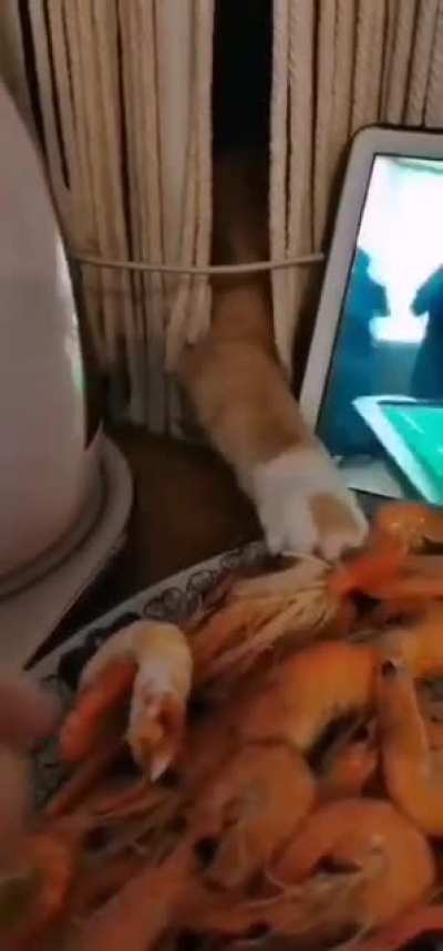 Food thief