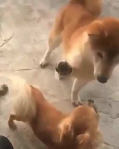 A bit dramatic