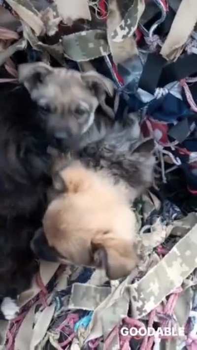 In Ukraine, rescuers found a group of puppies underneath the rubble of a destroyed building. When they looked closer, they saw the puppies were protecting a litter of newborn kittens &mdash; and refused to leave their side. We don't deserve dogs. (OC)