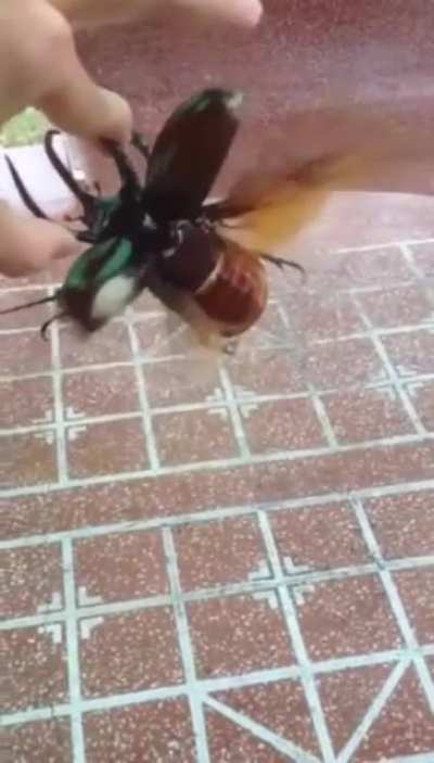 The Nope bug