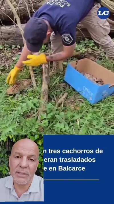 Así fue el rescate y liberación de los 3 cachorros de puma que eran trasladados de forma ilegal en Balcarce